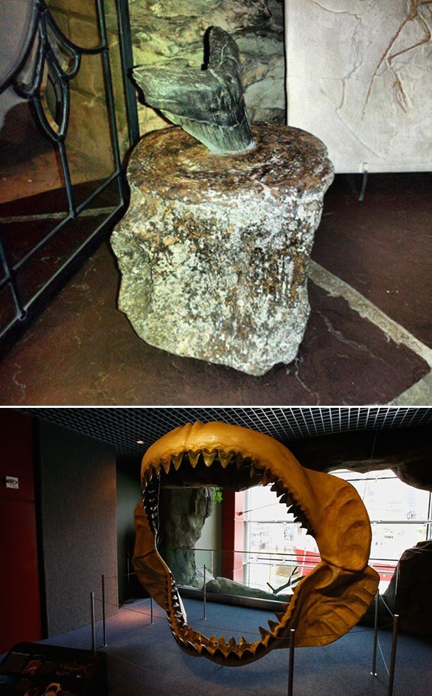 Faca među fosilima: Zub megalodona u kralješku kita