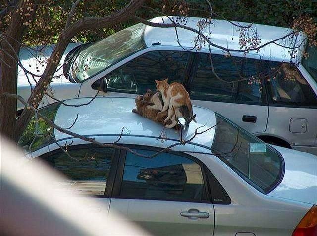 Trojac na vrućem limenom krovu