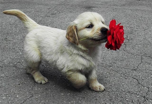 Najslađi završetak Dana žena