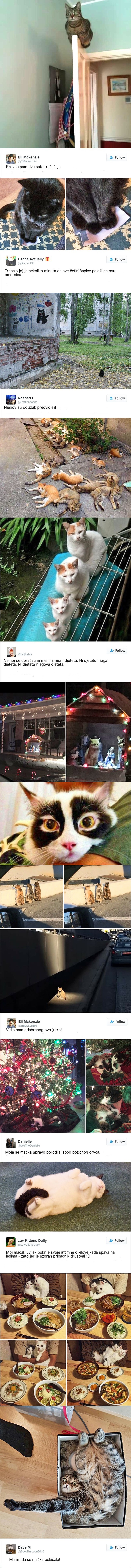 Fotografije mačaka koje su ove godine nasmijale cijeli internet