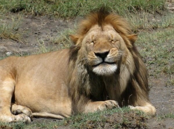 Lavu dojadilo biti gazda, prešao u komičare