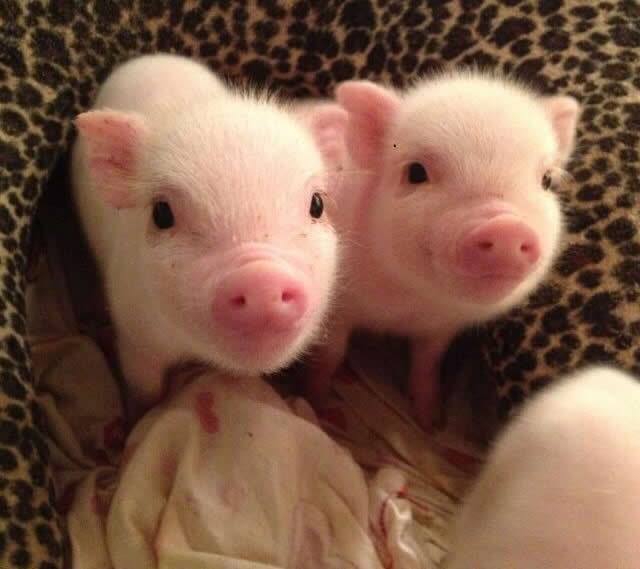 Jel ti nas odgajaš ili uzgajaš, da odmah znamo, ha?