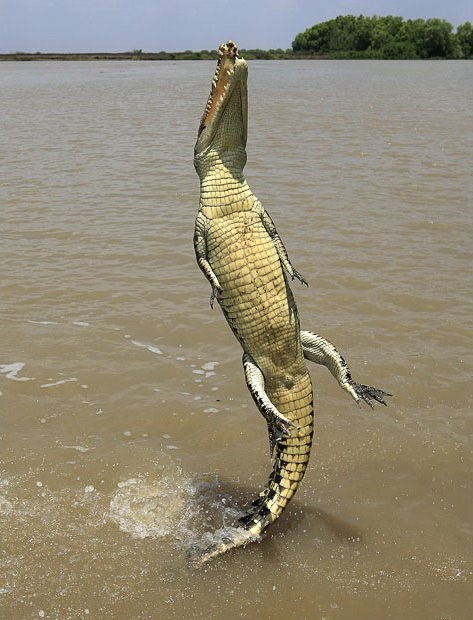 Krokodil umislio da je John Travolta