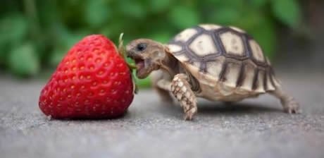 Gladna kornjačica napala divovsku jagodu