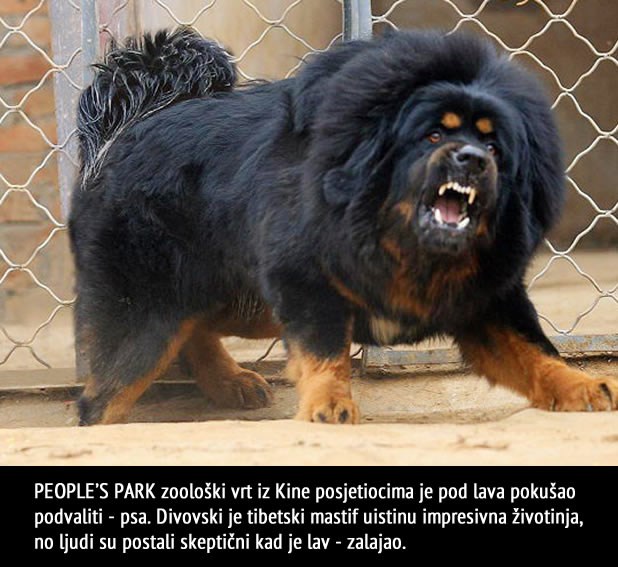 Kinezi posjetiteljima zoo-a umjesto lava podvalili psa