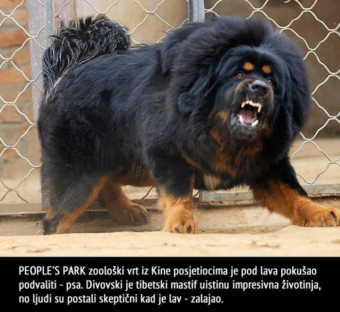 Kinezi posjetiteljima zoo-a umjesto lava podvalili psa