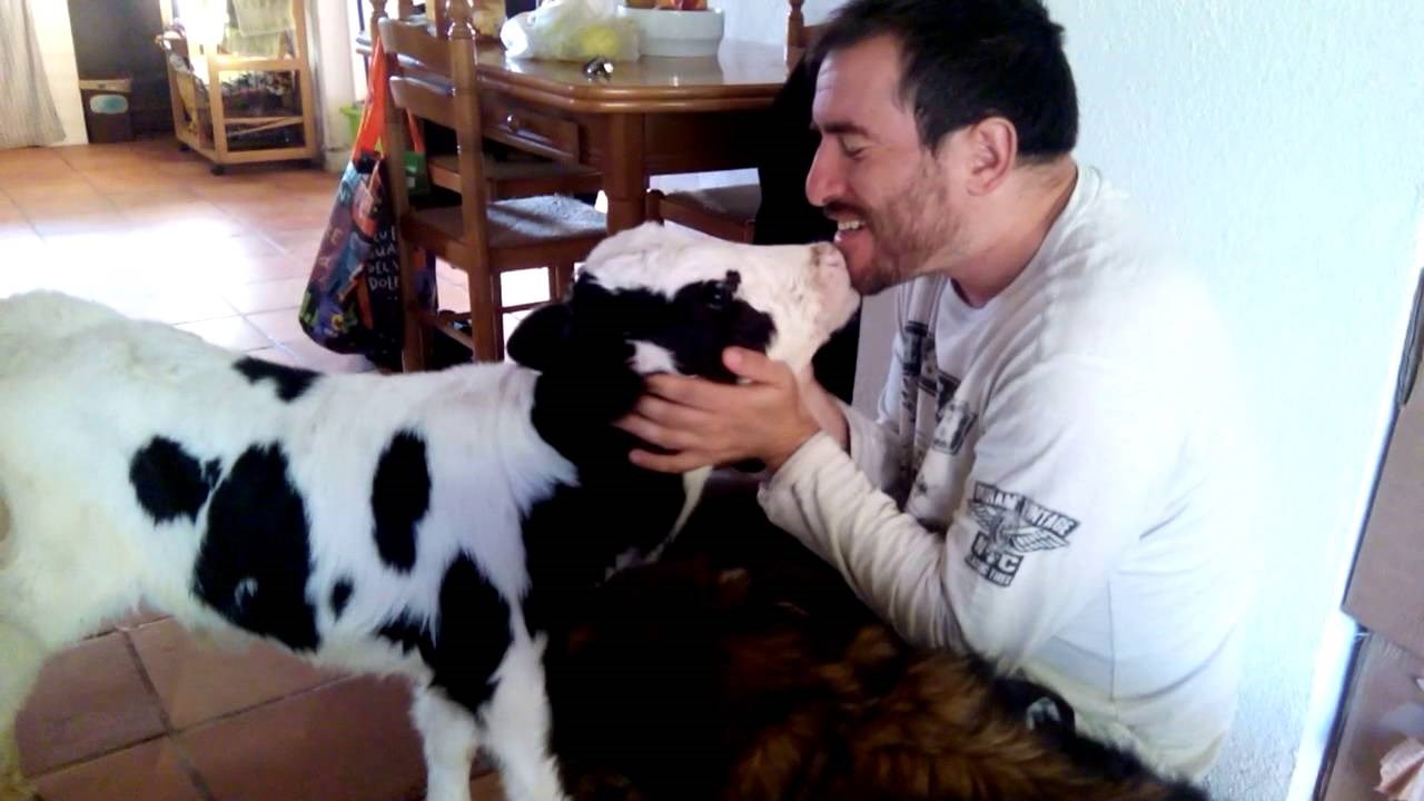 VIDEO: Maleno tele utrčalo u kuću, zahtijeva maženje, češkanje i puse!