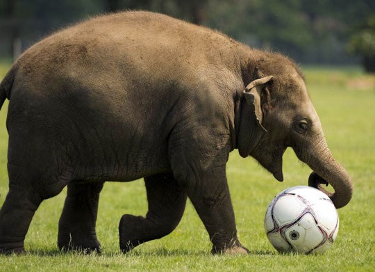 Sretni slonić postao nogometaš - bit će napadač