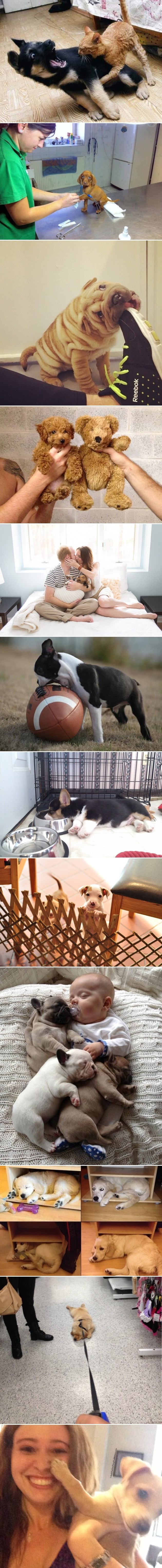 Galerija: Teško je biti psić