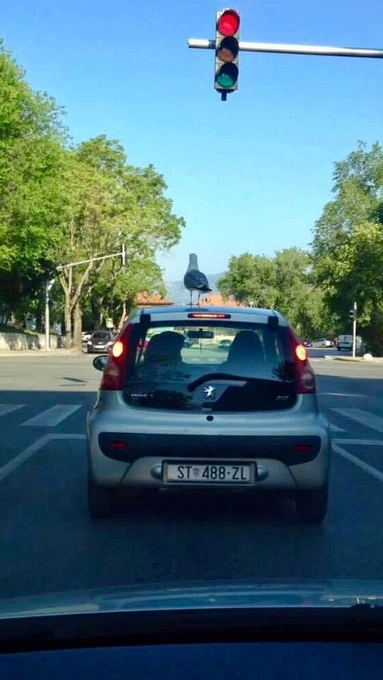 U Hrvatskoj bar ptice poštuju prometna pravila, ugledajte se na ovog galeba!