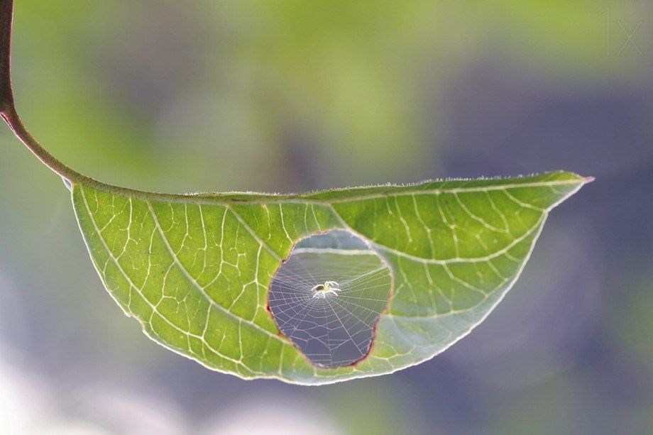 Priroda ništa ne baca