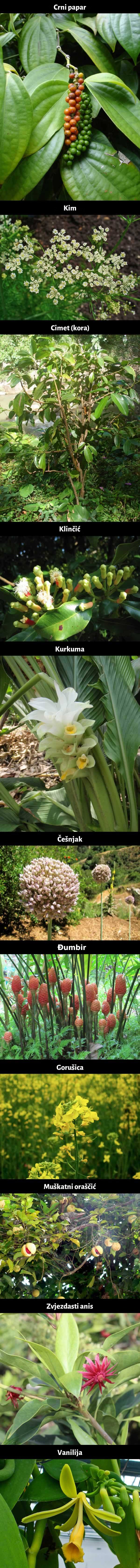 GALERIJA: Znate li kako izgledaju začini prije nego ih kupite u dućanu?