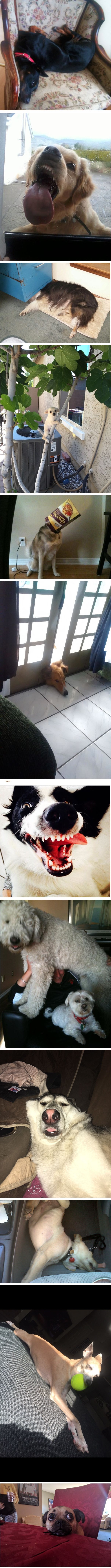 Preslatke fotke pasa u čudnim pozama sa smiješnim izrazima lica uljepšat će vam dan