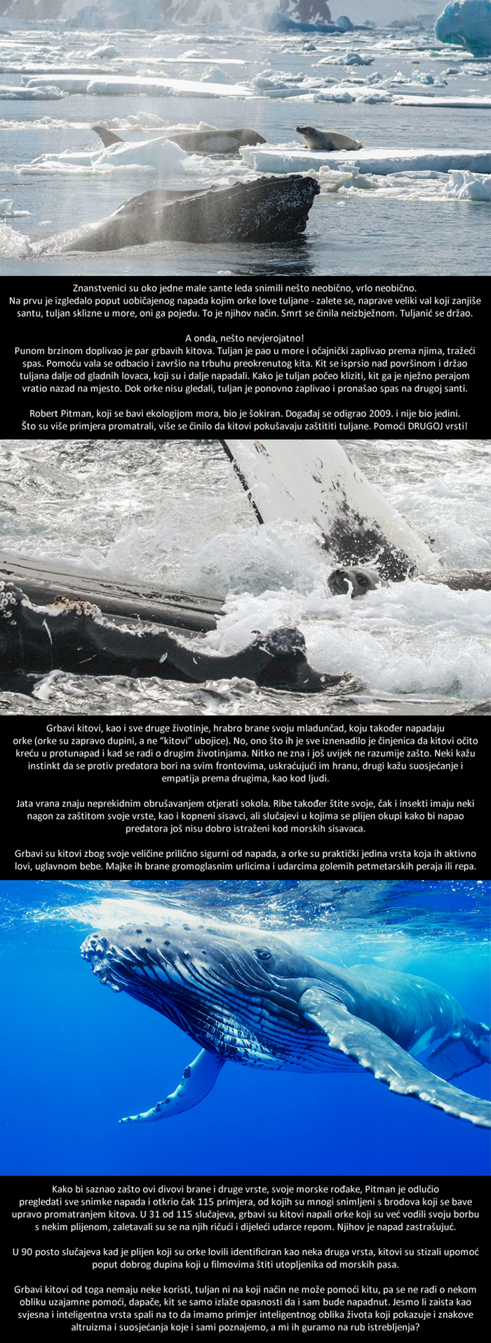 NEVJEROJATNO OTKRIĆE: Kitovi riskiraju život da bi spasili tuljane!