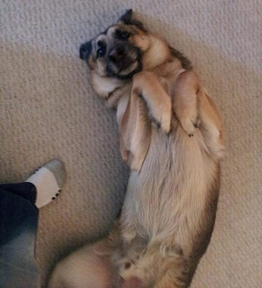 Gazda, ono, češkanje, ne? Prosim lijepo!