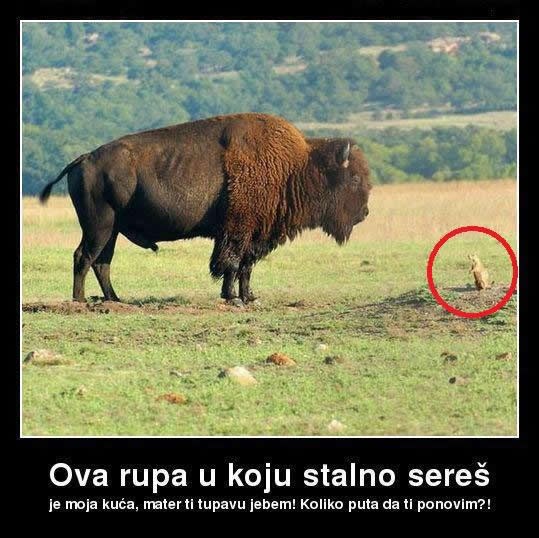 Podivljali prerijski pas bizonu napsovao sve od-do