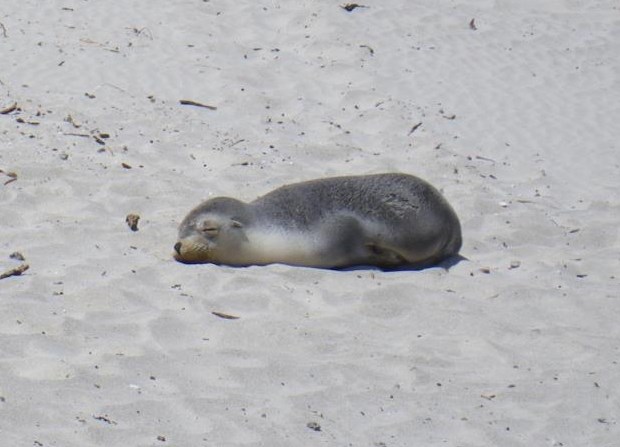 Mali pospani tuljan u carstvu snova