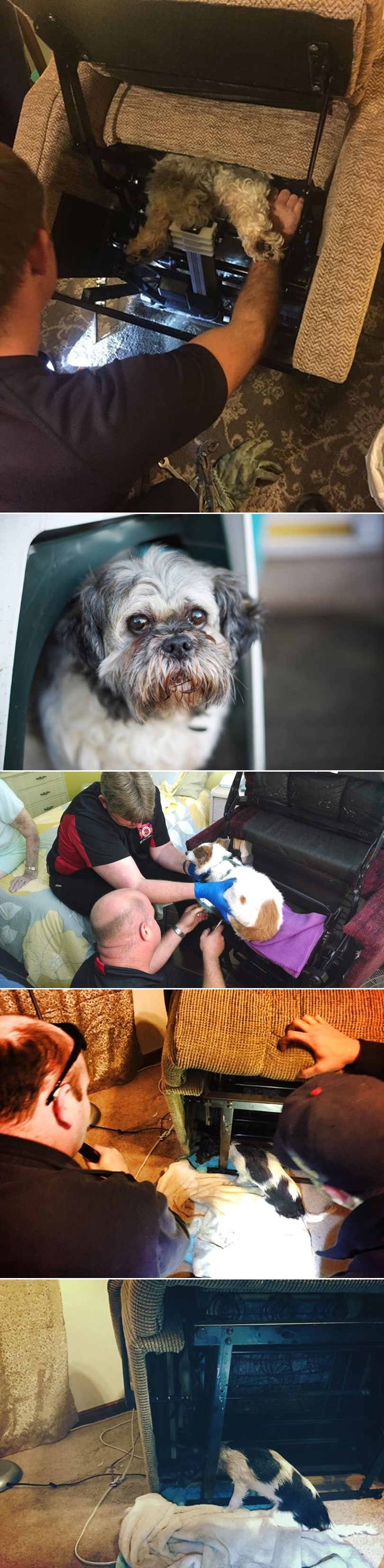 GALERIJA: Vlasnici malih pasa i mačaka - oprez!