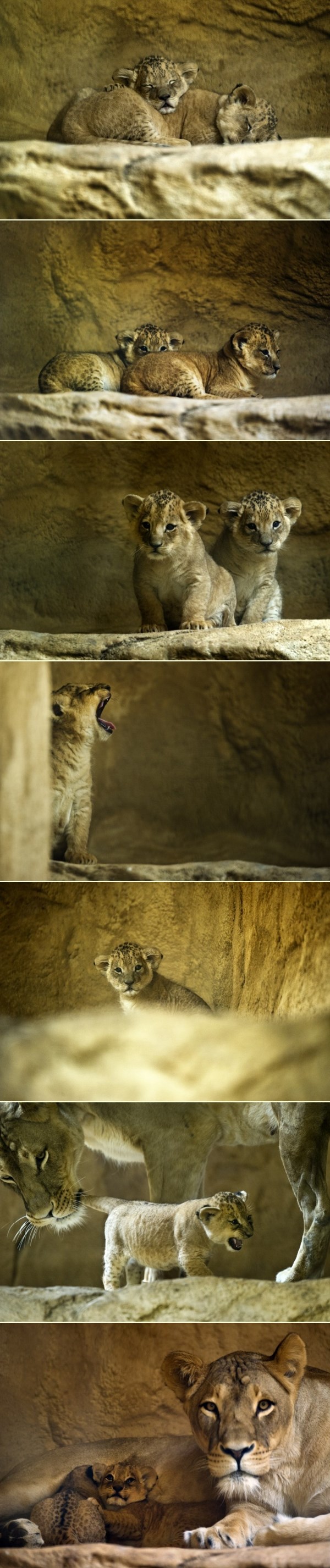 Mama brižno pazi na dva preslatka lavića spavalice