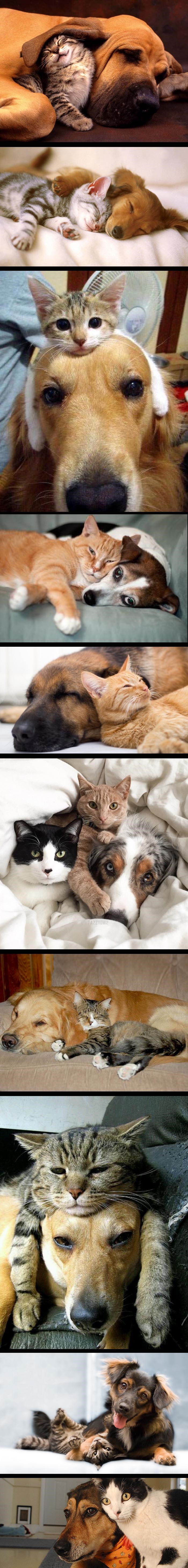 Psi i mace kao najbolji prijatelji: Ljubav nema granica