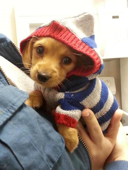 S ovako krasnim puloverčićem nema straha od igre u snijegu