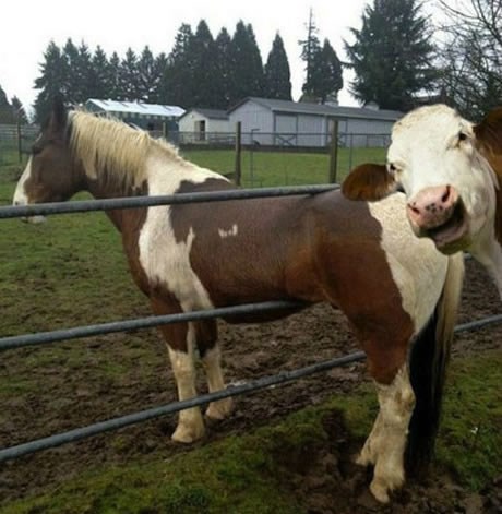Zlonamjerna krava: Čovjek, znaš kako se kaže - glup ko konj