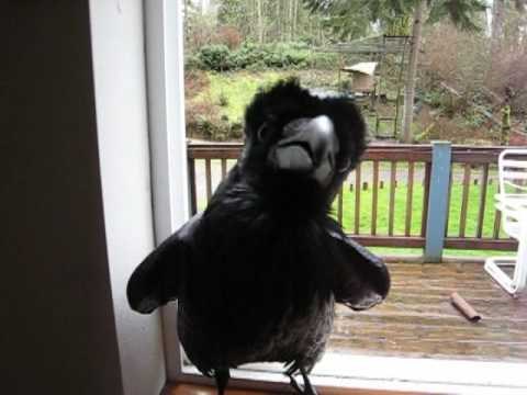 Reče gavran: "Nikad više."