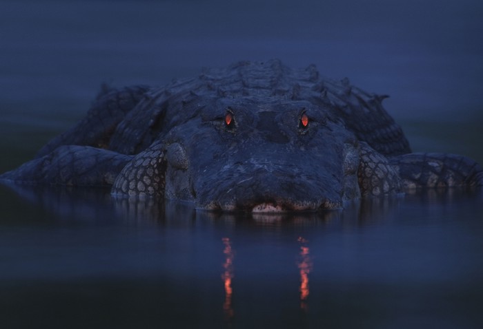 Aligator iz pakla: Zalazak sunca u očima zvijeri
