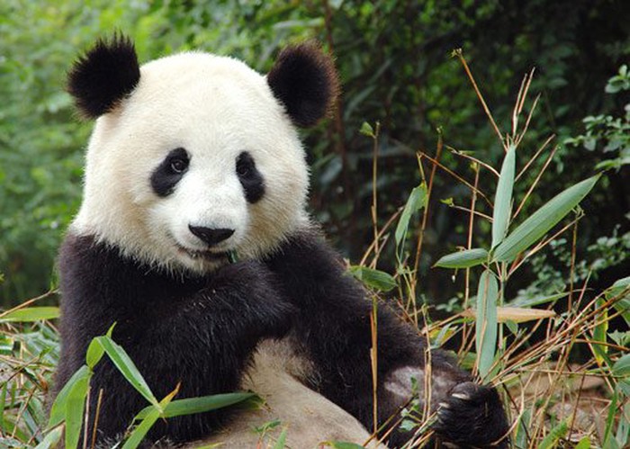 Pandica uživa u njupanju bambusa