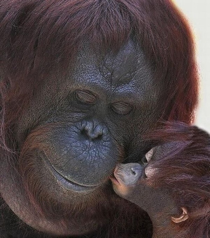 Beba orangutančić mami daje pusicu: Sad reci da nismo isti