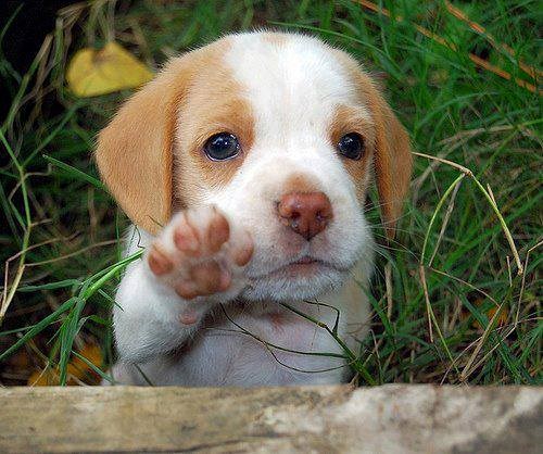 Dajem časnu riječ da neću kakiti u kući!