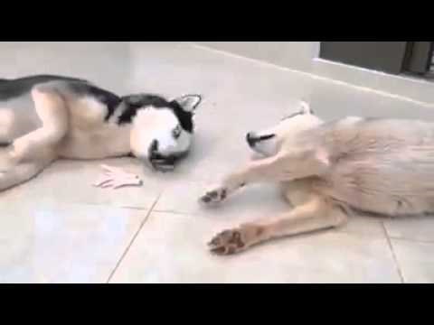 Preslatki haski zamolio je brata da mu udijeli dio hrane