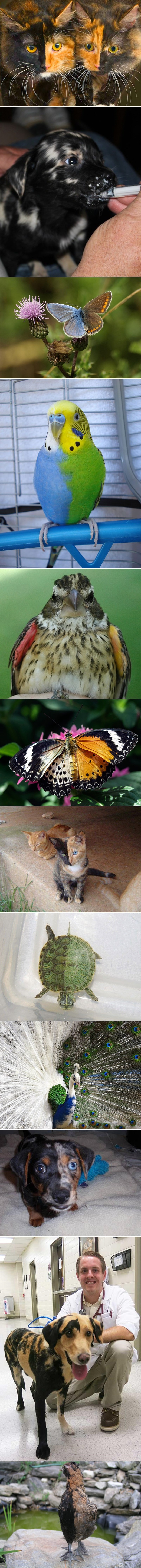 Galerija: Životinje s rijetkim genetskim "uljepšanjem"