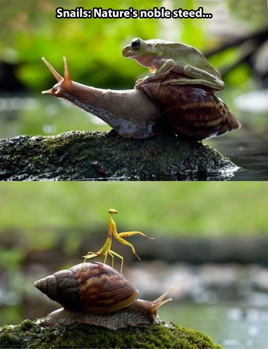 Puževi su prirodno prijevozno sredstvo.. ako imaš vremena