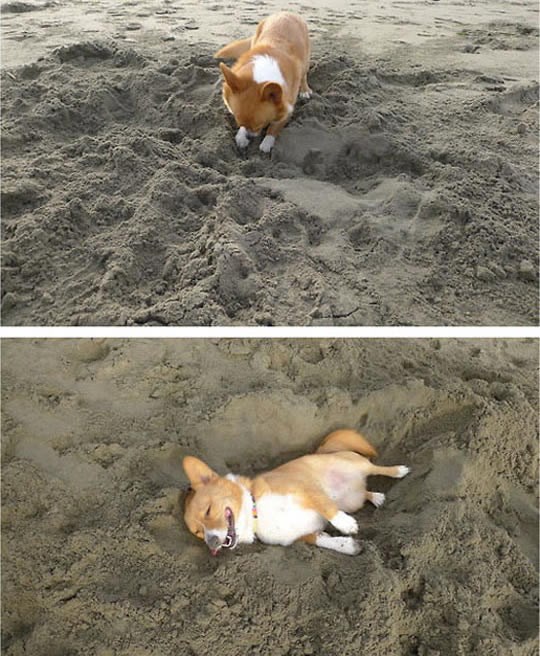 Veseli se poput psa i triput si sretniji u životu