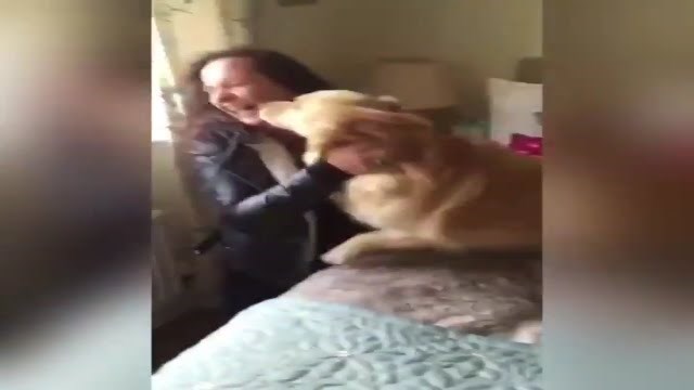 Kad je pas prvi put nakon 7 mjeseci vidio svoju vlasnicu, poludio je od sreće! 