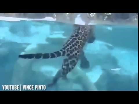 VIDEO: Jaguar zabrijao da je riba, doktorirao podvodni ribolov!