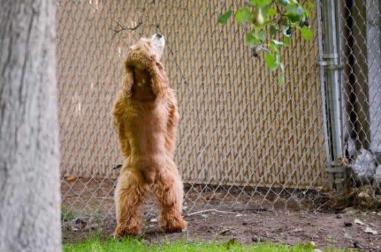 Kakav vlasnik, takav pas