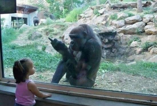 Gorile su tako loš utjecaj na djecu..