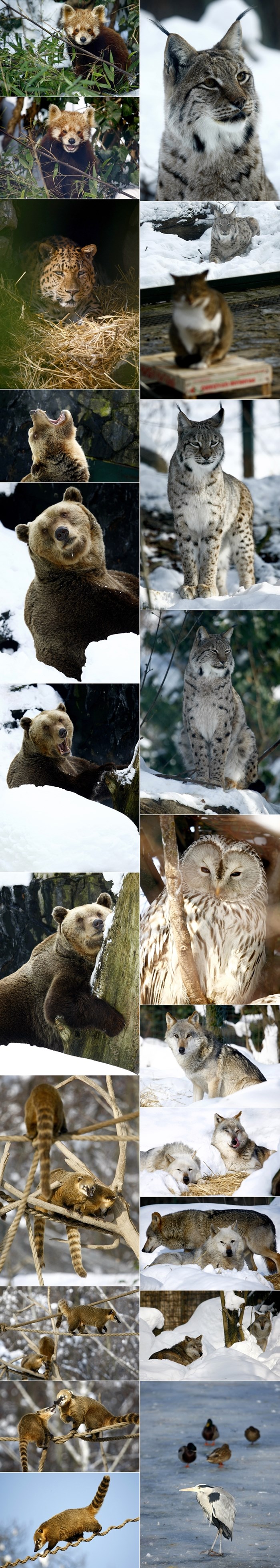 Ovako životinje u zagrebačkom ZOO-u preživljavaju snijeg