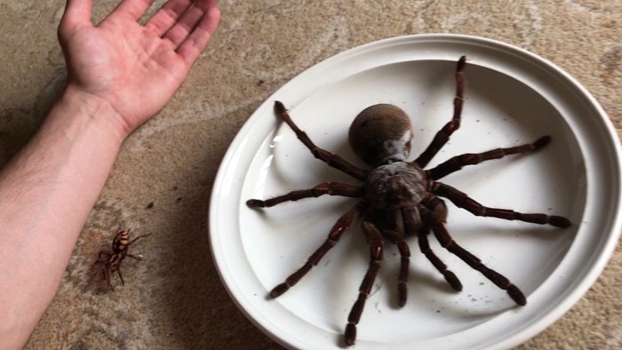VIDEO Ova tarantula je najveći pauk na svijetu, pogledajte kolika je u usporedbi s ljudskom rukom!