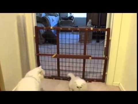 VIDEO: Slatkica mala, bit će snalažljiva na majku