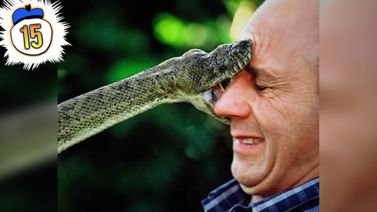 VIDEO: Top 15 najotrovnijih sotoninih životinjskih potomaka na svijetu!