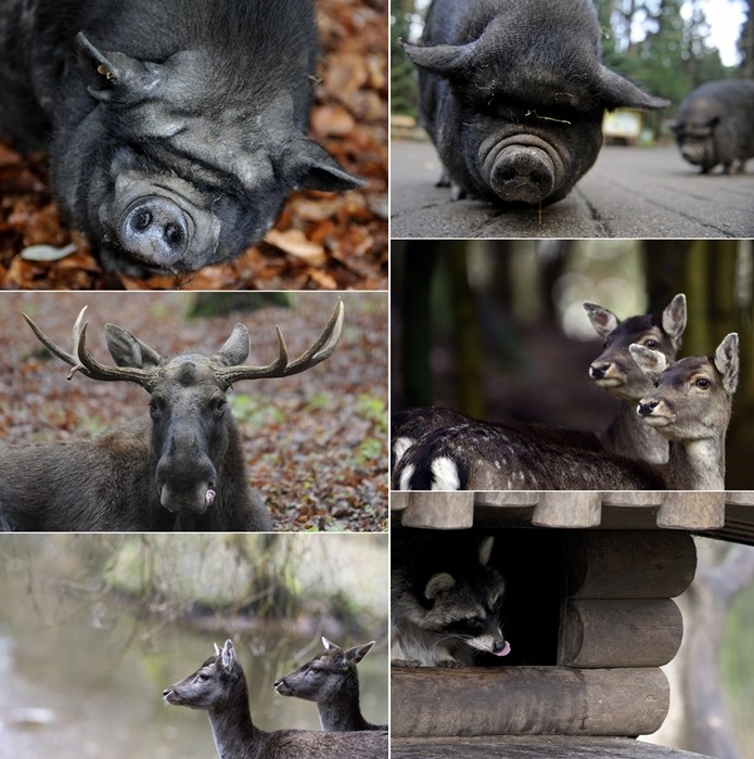 "Divlja" ekipa iz njemačkog životinjskog rezervata