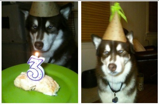 Rezignirani pas nezadovoljan tortom: Niste trebali. Stvarno.