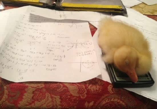 Kad nemaš zadaću jer ti je patkica zaspala na kalkulatoru