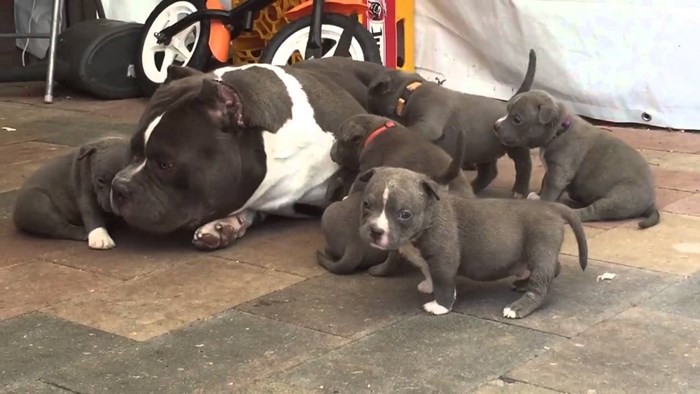 Najslađi video dana: Biti tata nije nimalo lak zadatak, ovi štenci svom tati ne daju mira!