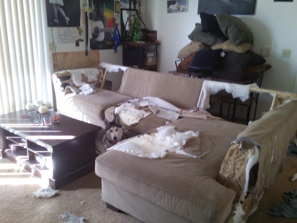 Pitaš se kako je imati psa?