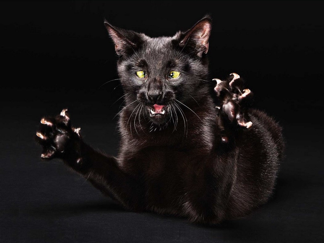 Mačor se bori s imaginarnim neprijateljem