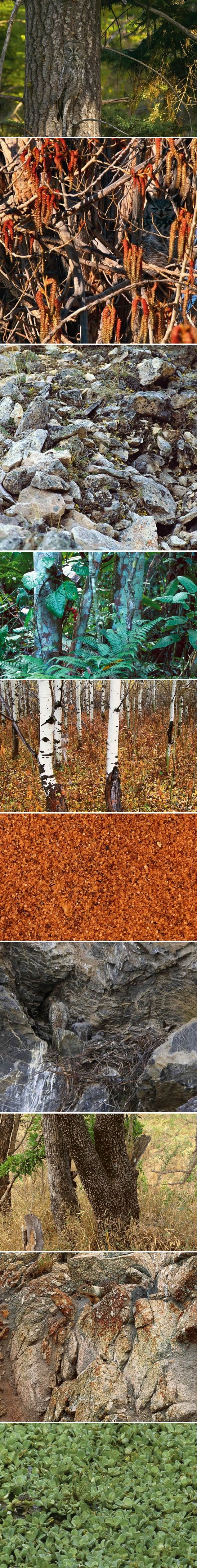 Životinje majstori kamuflaže: Imaš dobro oko?